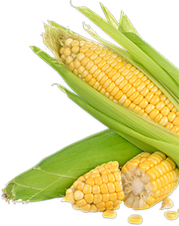 Fresh corn