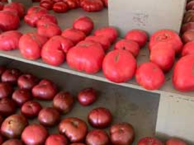tomatoes